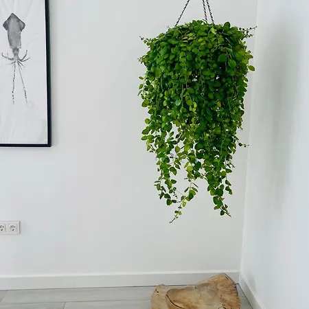 Casa Mirabel Apartment